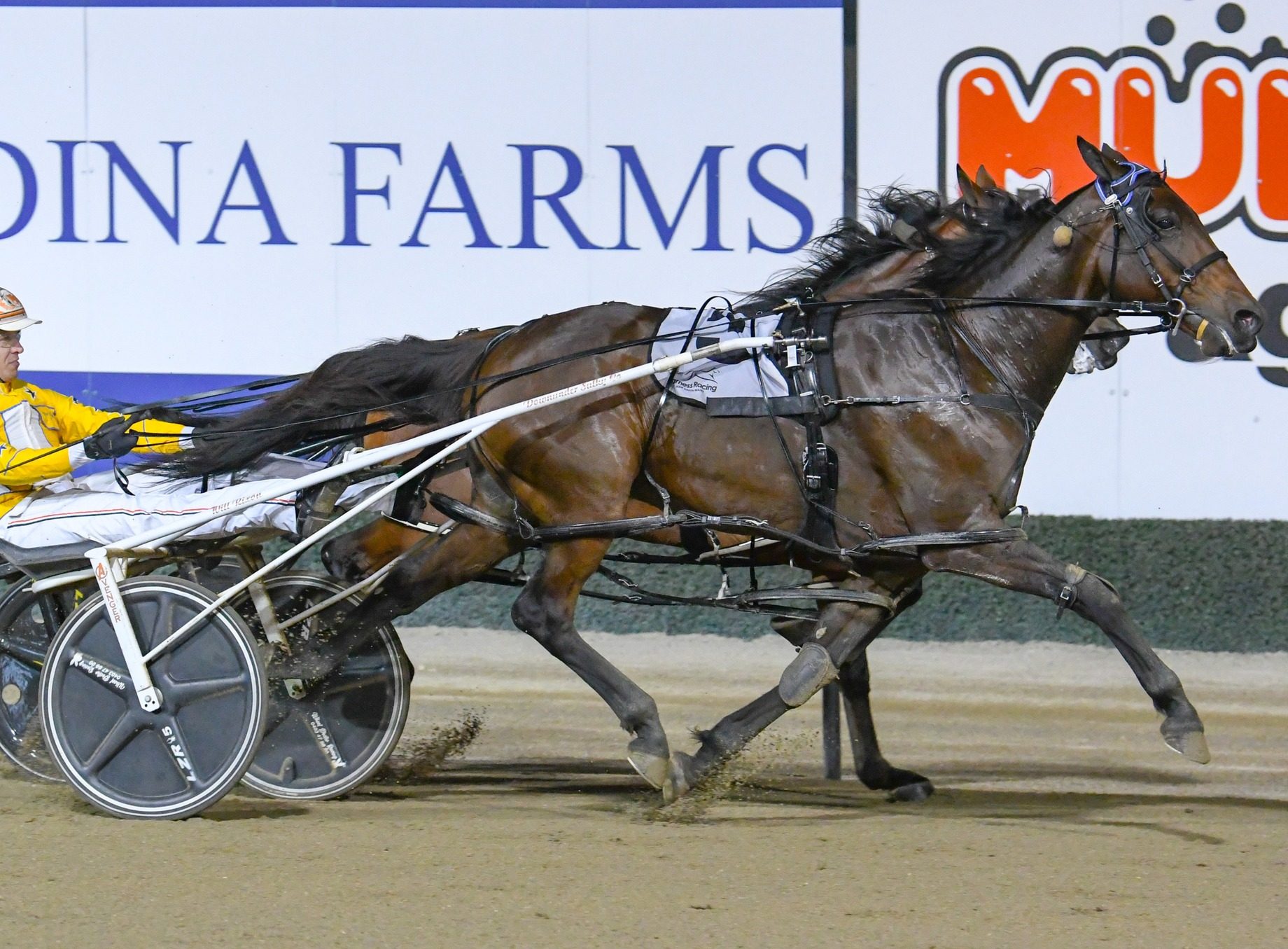 Max Delight shocks Swayzee at Menangle