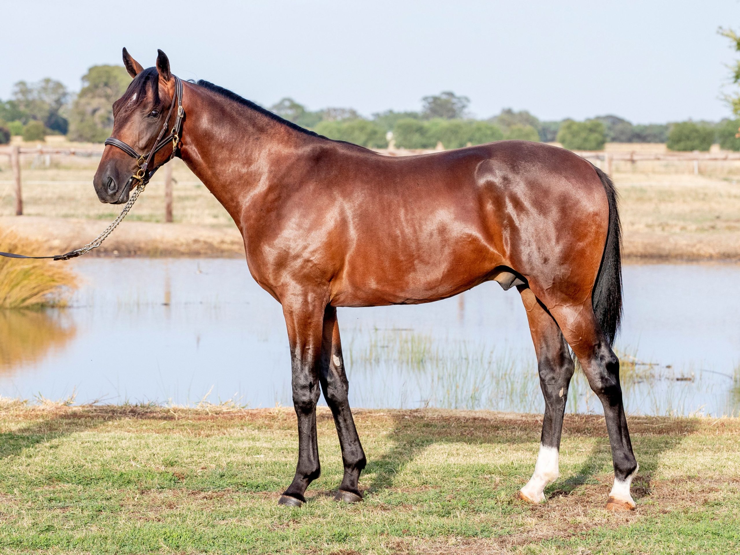 The pricetags behind the Nutrien Equine Classic heat runners