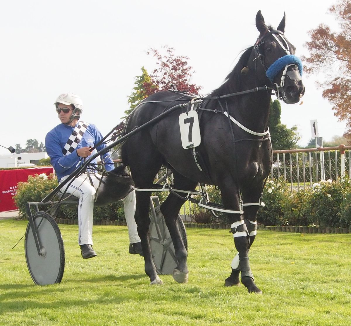 Williamson unearths another smart filly