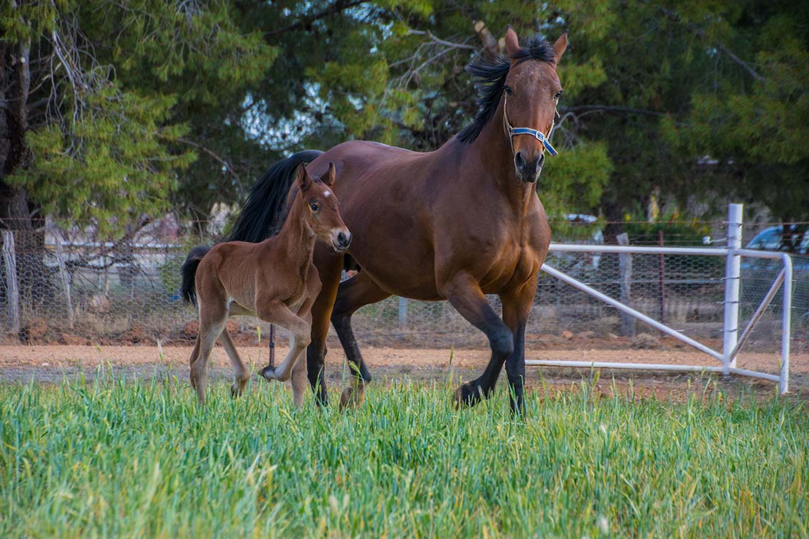 NSW pulls the pin on breeder subsidy