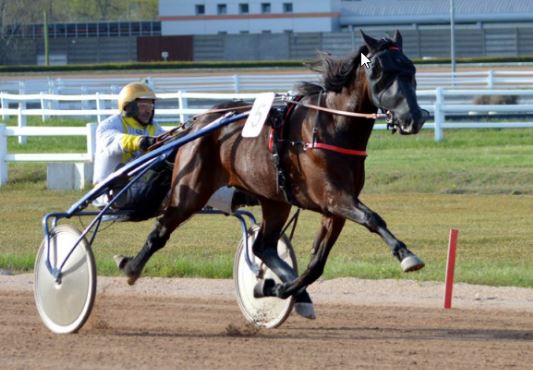 Enjoy takes Pulay Kornel Memorial