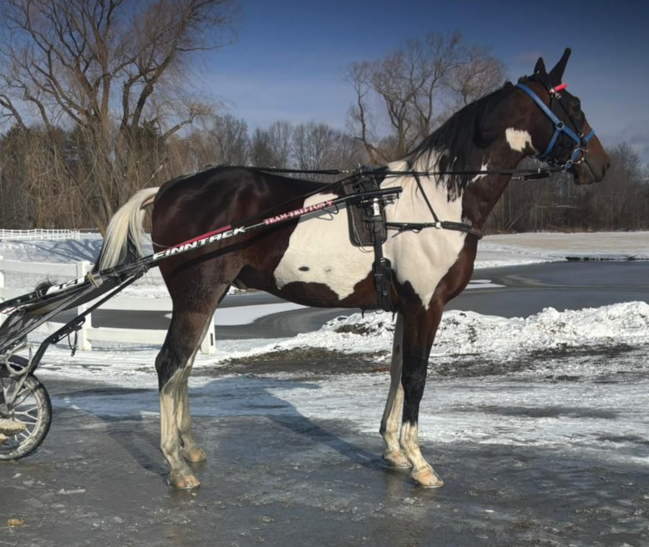 Tritton runner an impressive looker