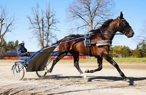 Aussie trotting star primed to make history in Sweden