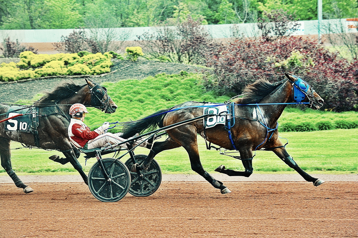 Ten in a row for Chapter Seven gelding