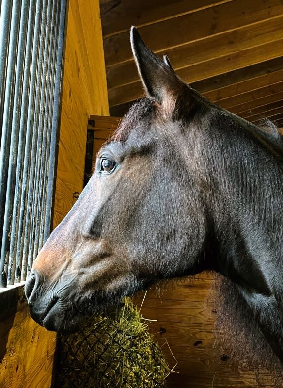 High hopes for Greenshoe filly in PASS