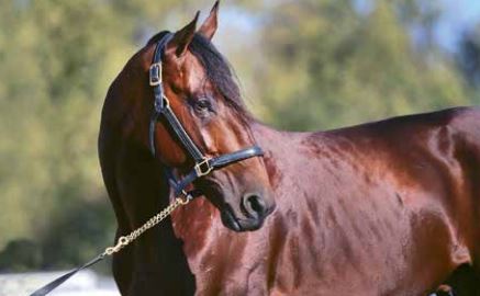 Woodlands Stud’s class of 2025 babies head to Karaka