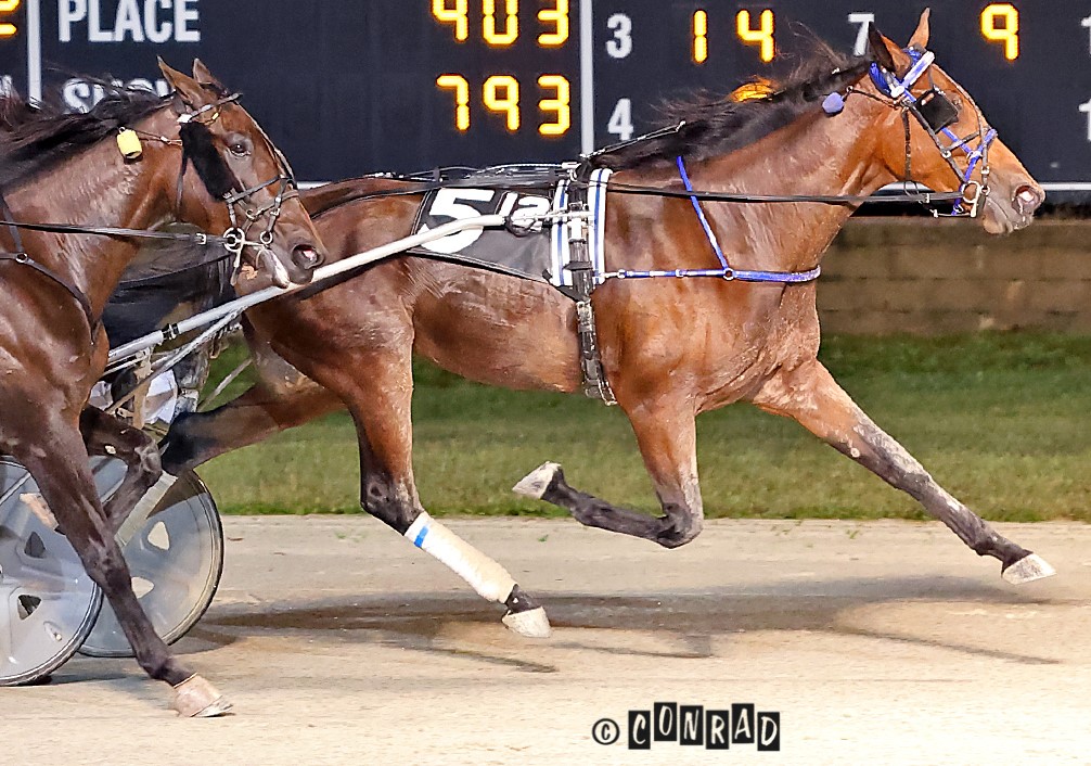 ‘Dream’ trotter is a blessing for Wollam