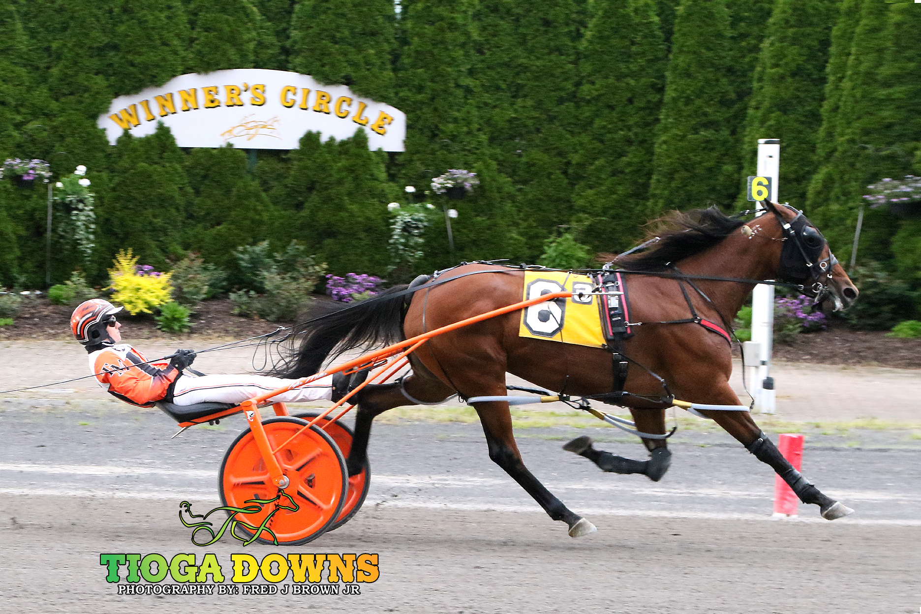 Elegant A an easy winner