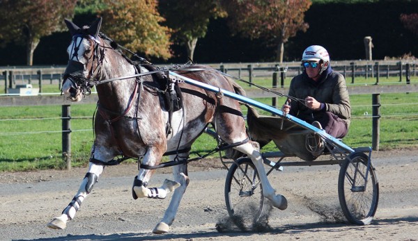 Unique looking pacer heading back to trials