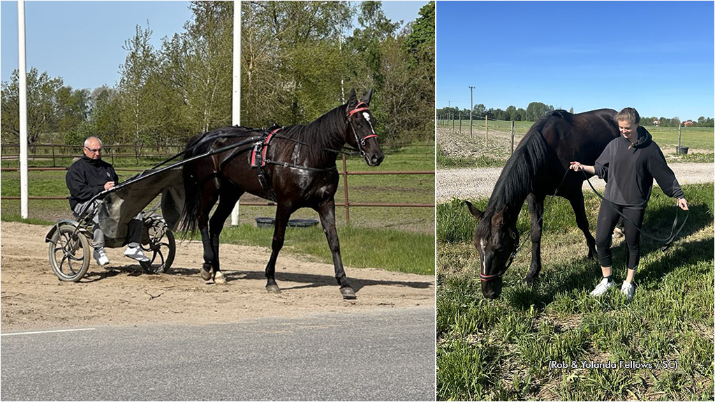 Logan Park takes on the world in the Elitloppet