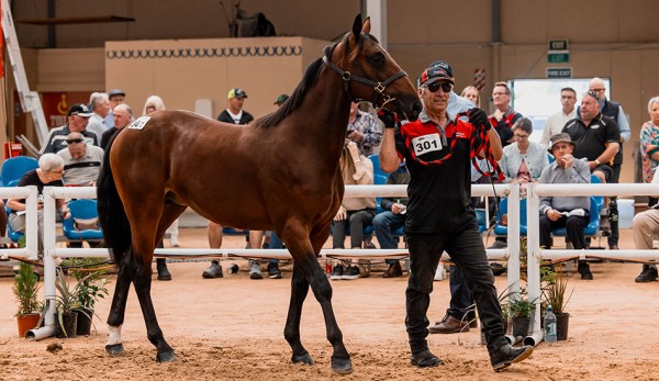 TAB Racing Club preparing for debut runner