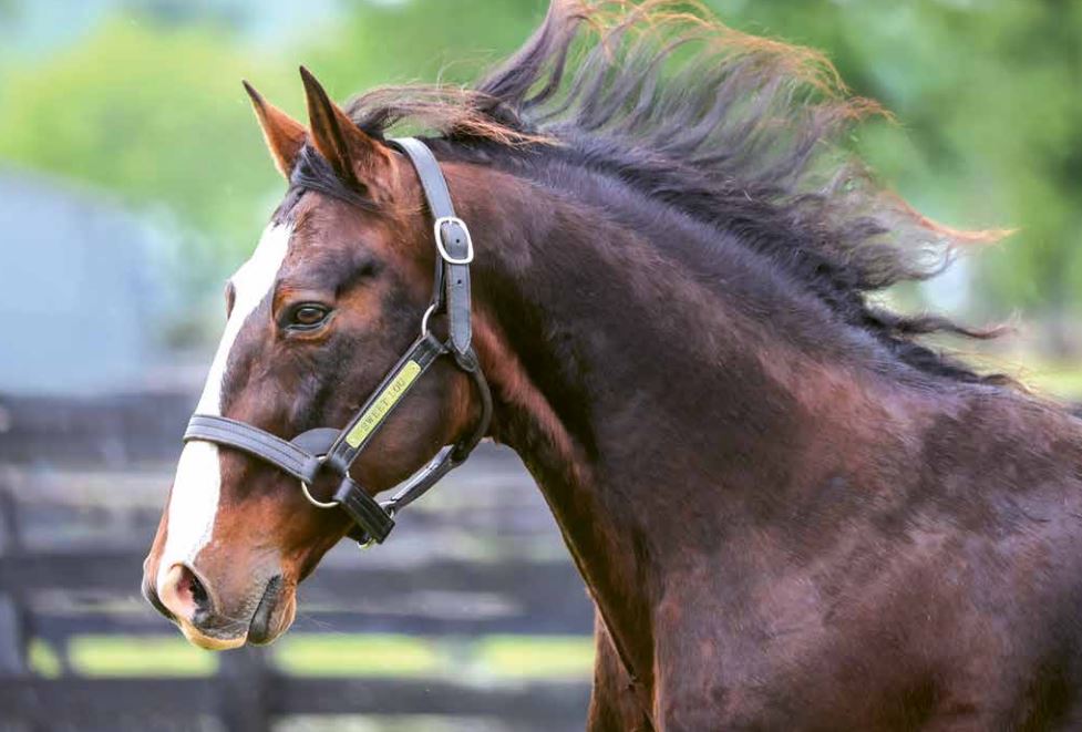Sweet Lou crowned leading Australia sire for the first time