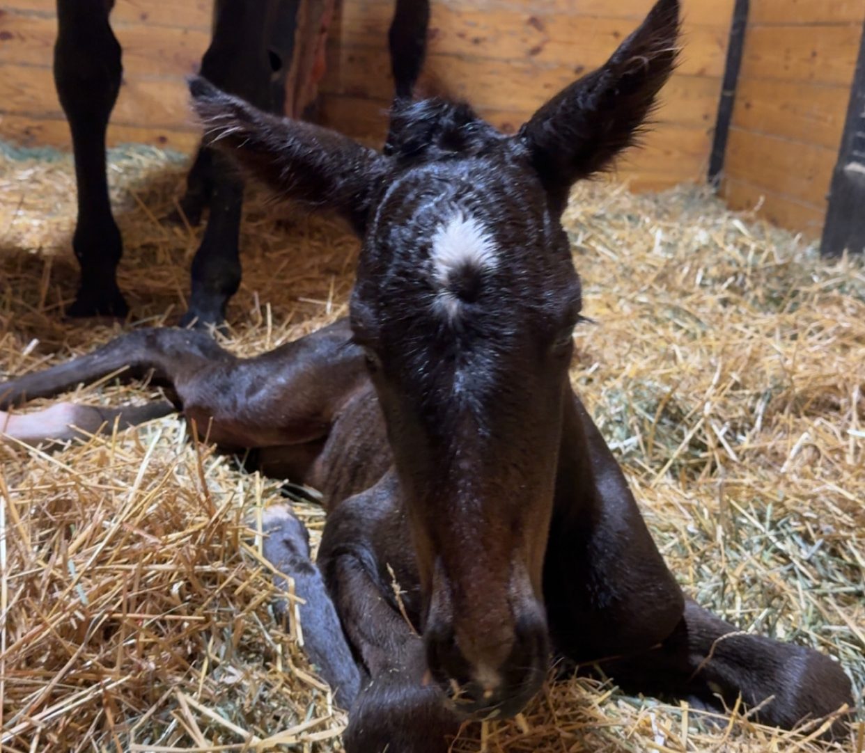 Allerage Farms introduces Lady Landia’s baby sister