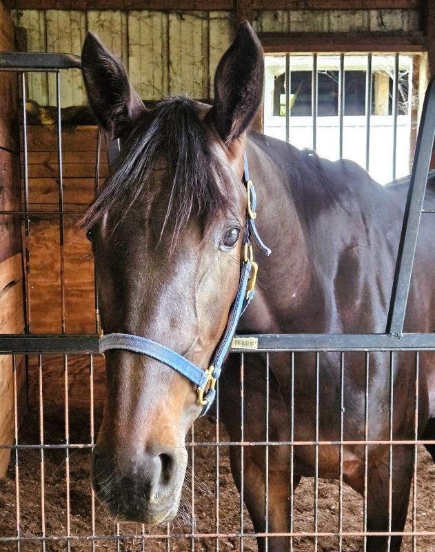 Woody’s Girl looking to follow in sister’s hoofprints