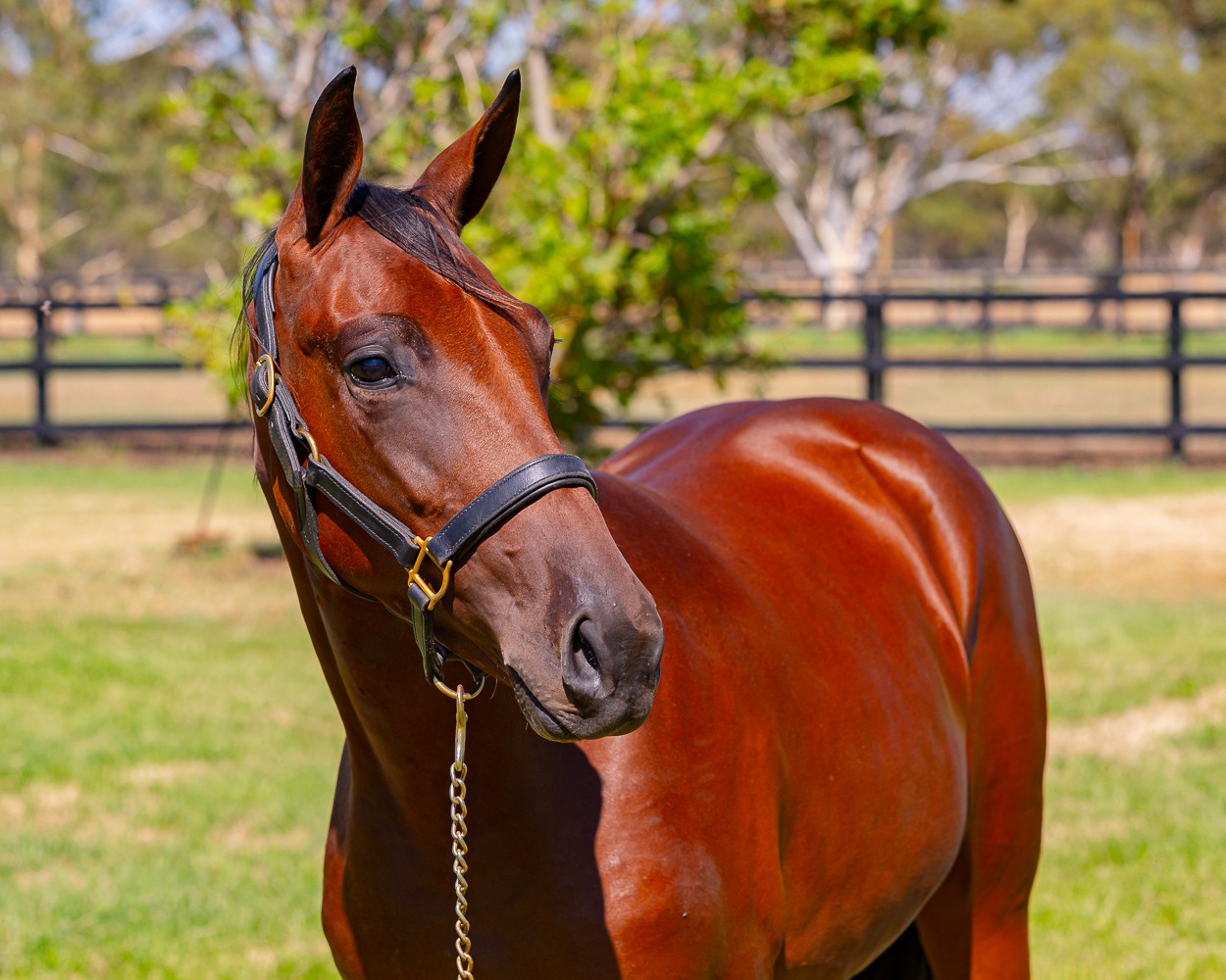 Half-sister of WA Oaks winner looks a good buy 