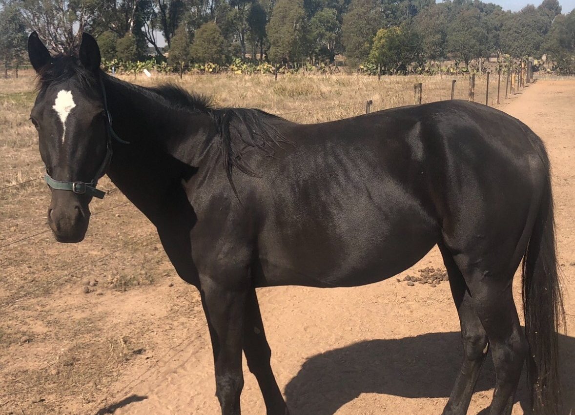 These Lots will attract attention in the APG Autumn Sale