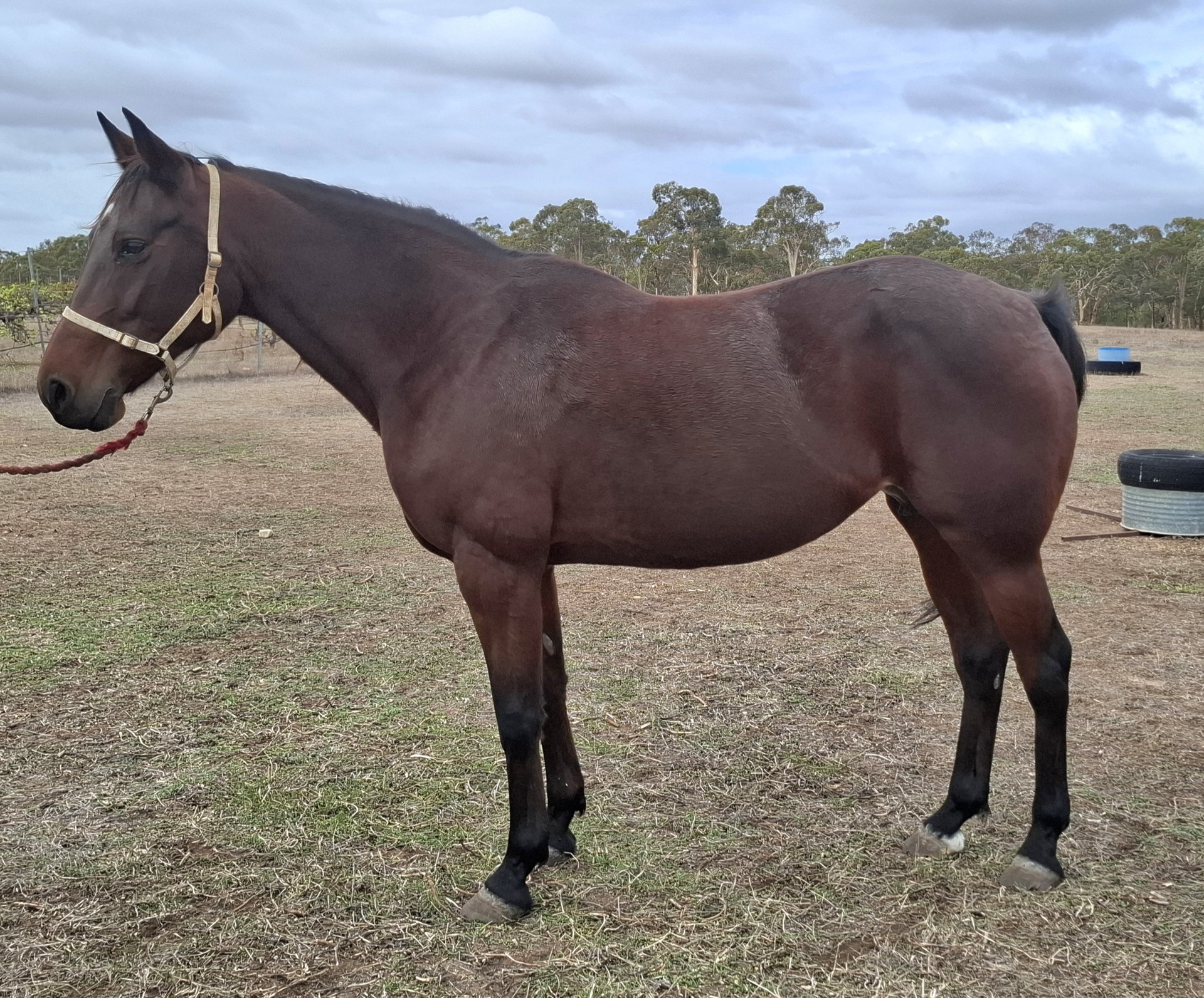 Best in the West on show in APG Autumn Mix Sale