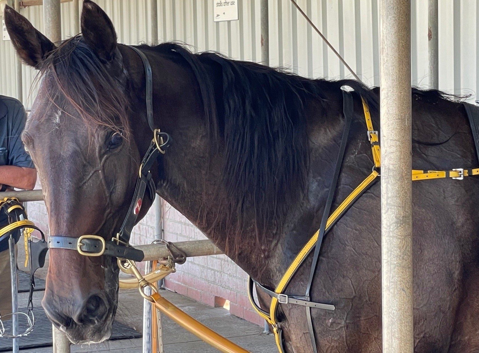 Bettors daughter from elite family