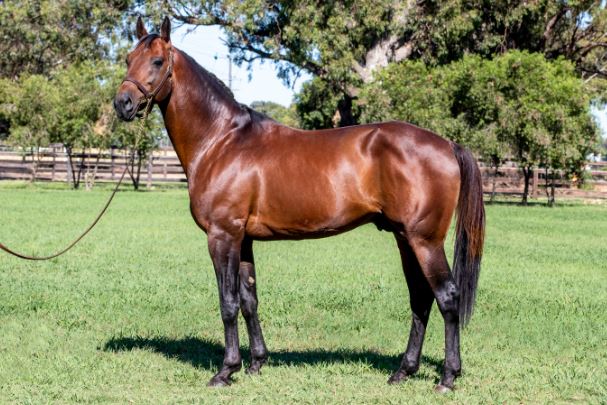 Always B Miki not shuttling this coming season due to injury