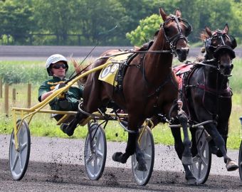Burke two-year-olds win 11 of the 12 qualifiers