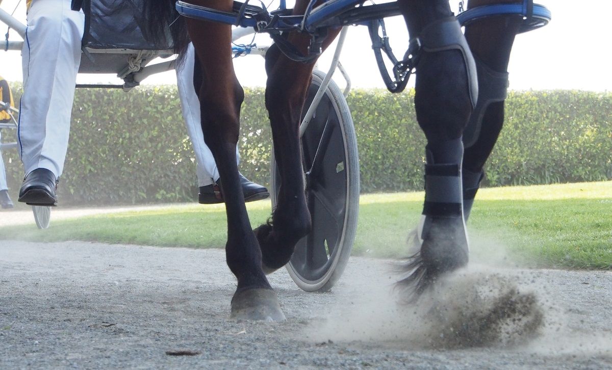 Harness 5000 hot topic