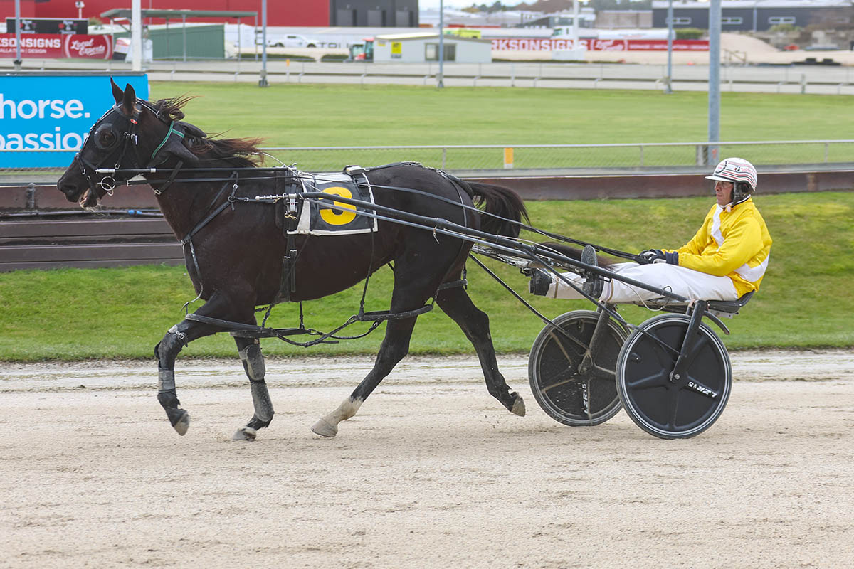 Dual code Dobbs gets another harness winner