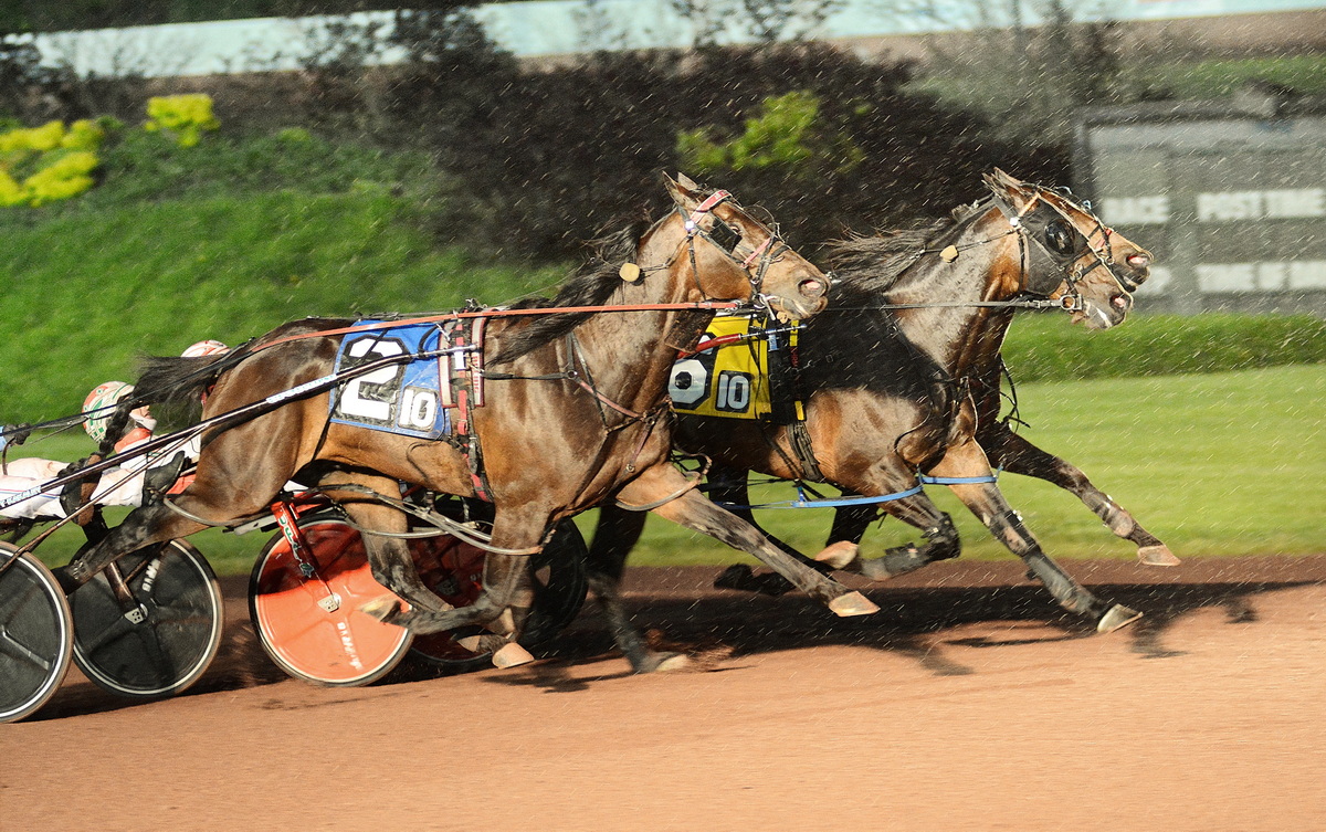 Art Major gelding snatches narrow win in the rain