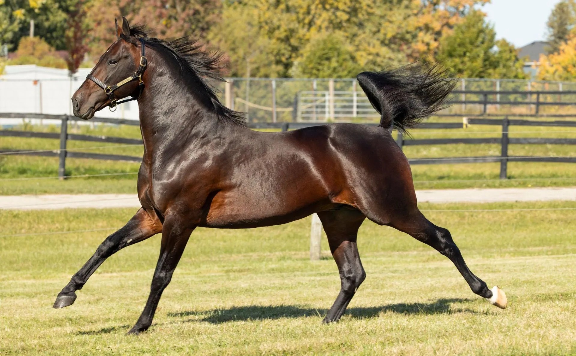 Bulldog Hanover breeding to headline 28th Stallion Auction