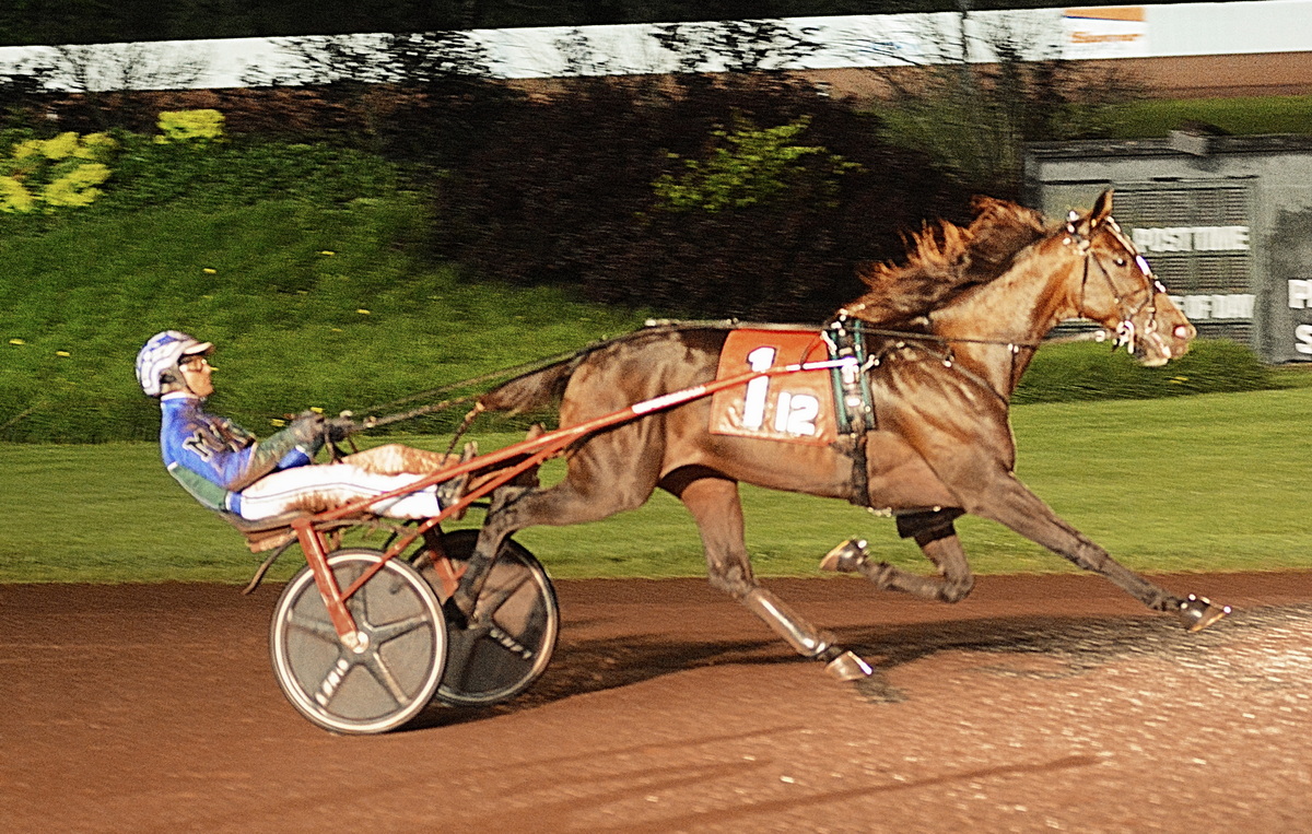 Go Dog Go top dog among trotting males