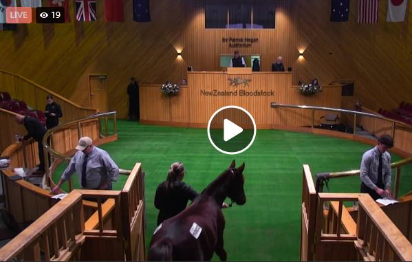 Watch the NZB Standardbred Weanling sale live