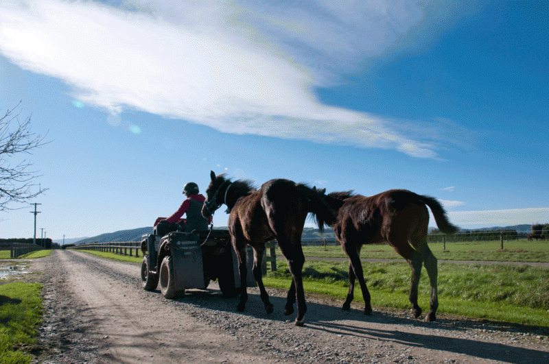 Macca takes weanlings north with confidence