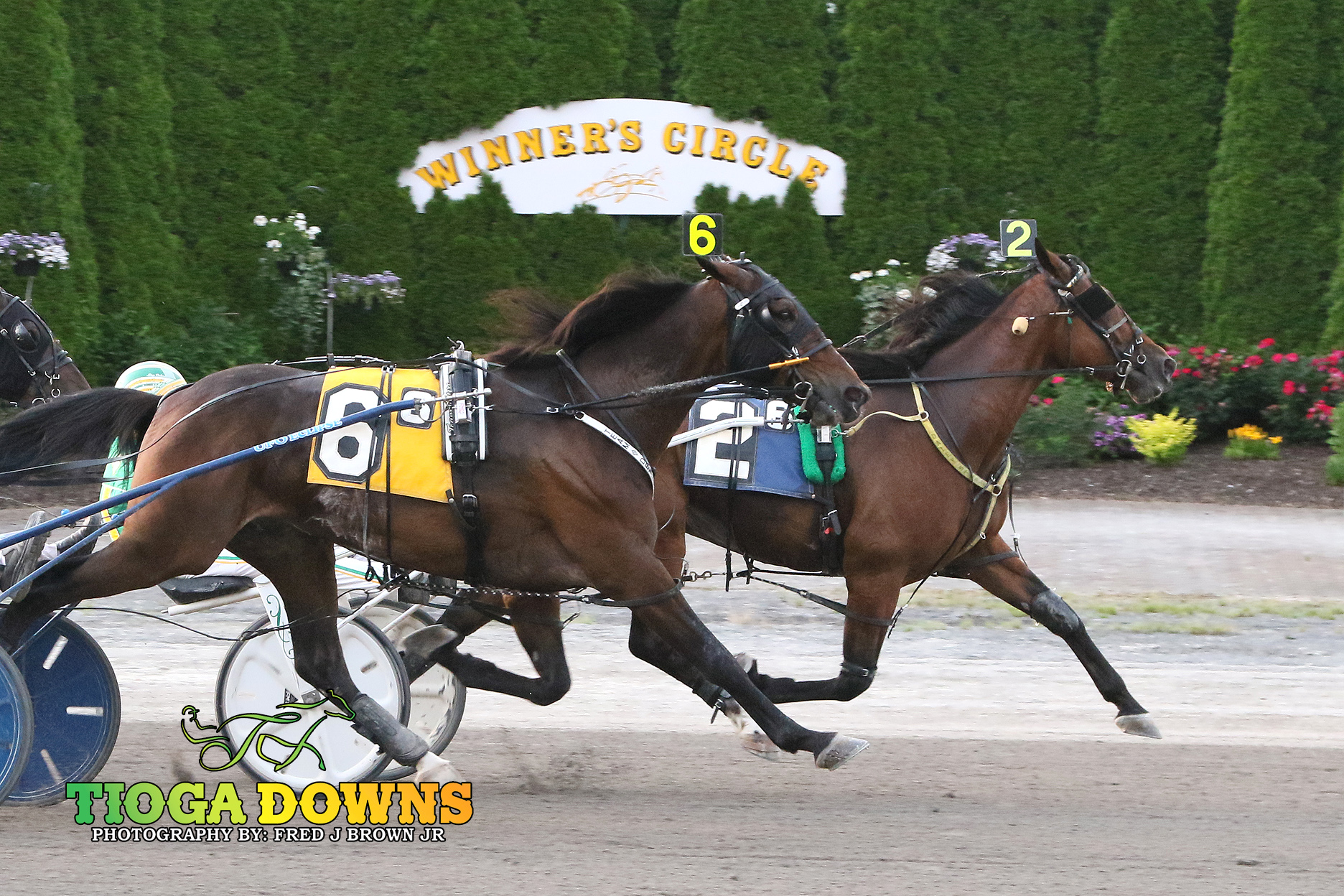 Crazy Wow gelding dominates from the front