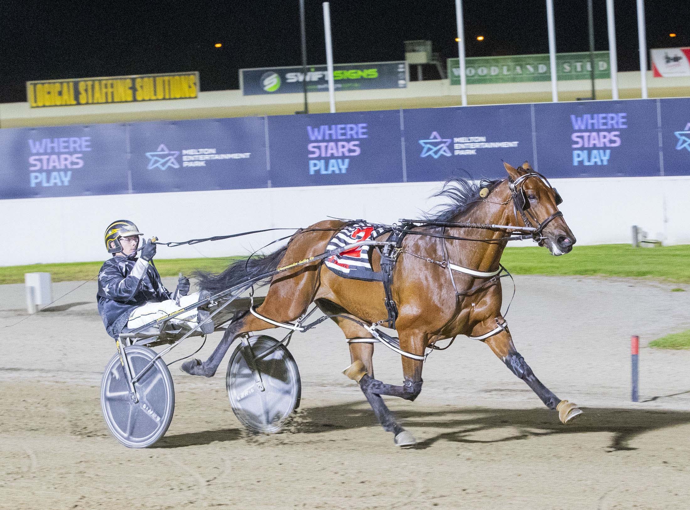 Harness racing hobby turns serious for Hawkes
