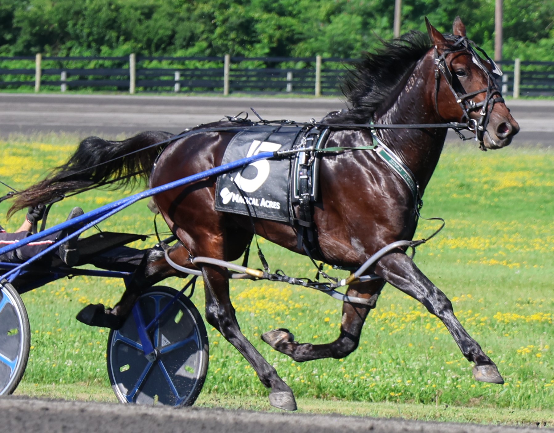 Daley happy with progress of his 2-year-olds