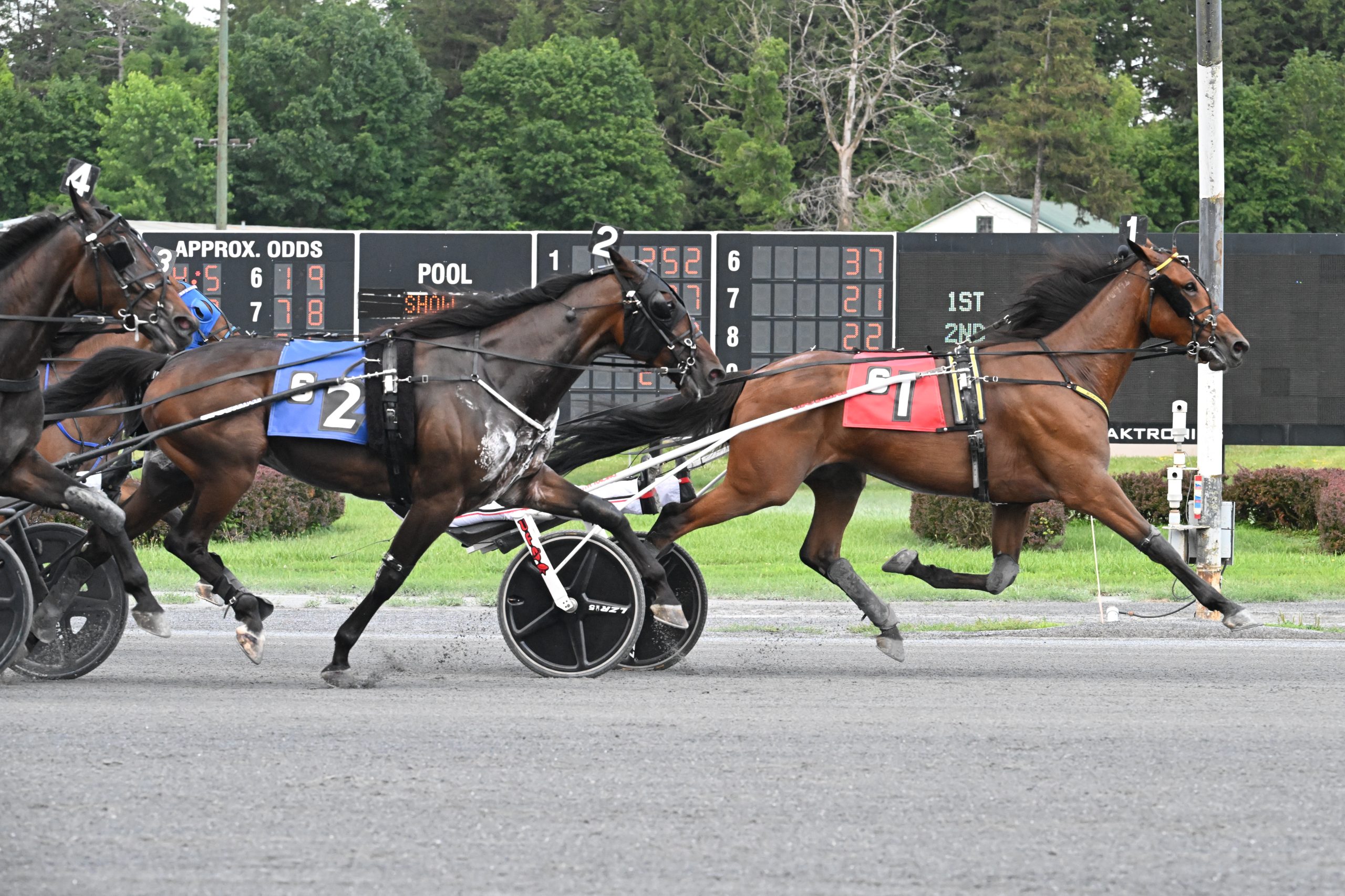 But Why takes main trot event