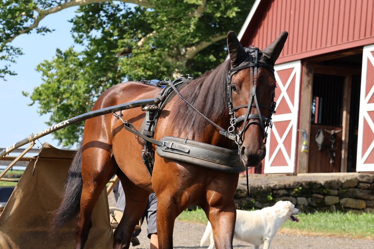 Smedshammer racing duo set for Hambletonian, Oaks challenges