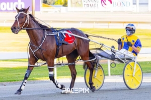 Hall hoping to equal Pearl record with Ideal Beach