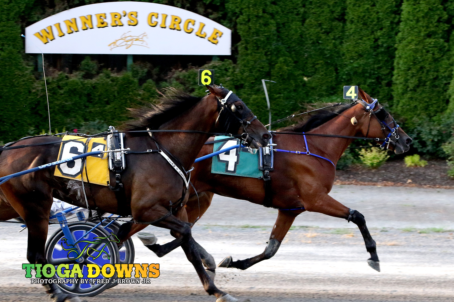 Enola digs in to win Open Trot