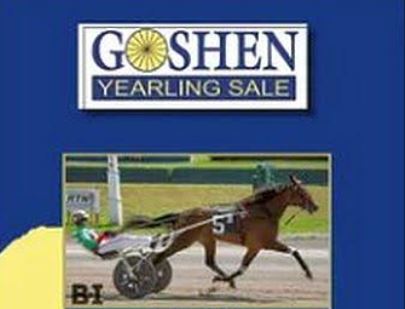 Consignor comments for upcoming Goshen Yearling Sale