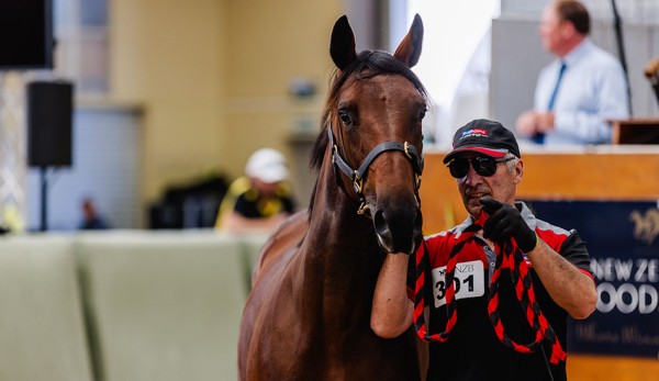 Eagerly-awaited debut for $340,000 sales topper