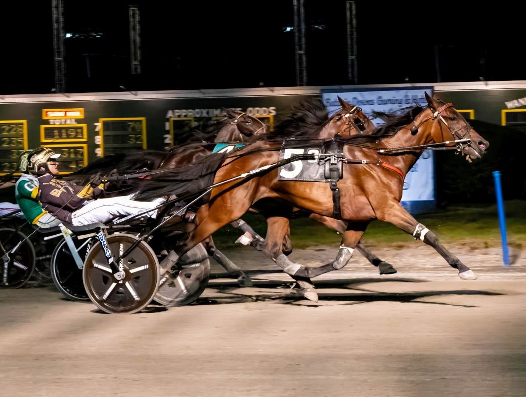 My Debt Collector and Variegated shine in NYSS