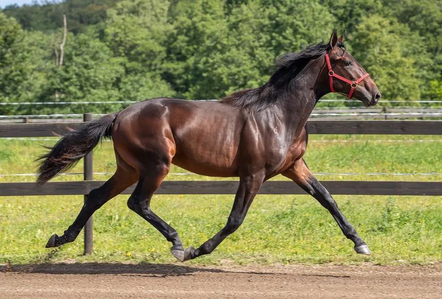 US Consortium buys Solvalla sale topper for $315,000