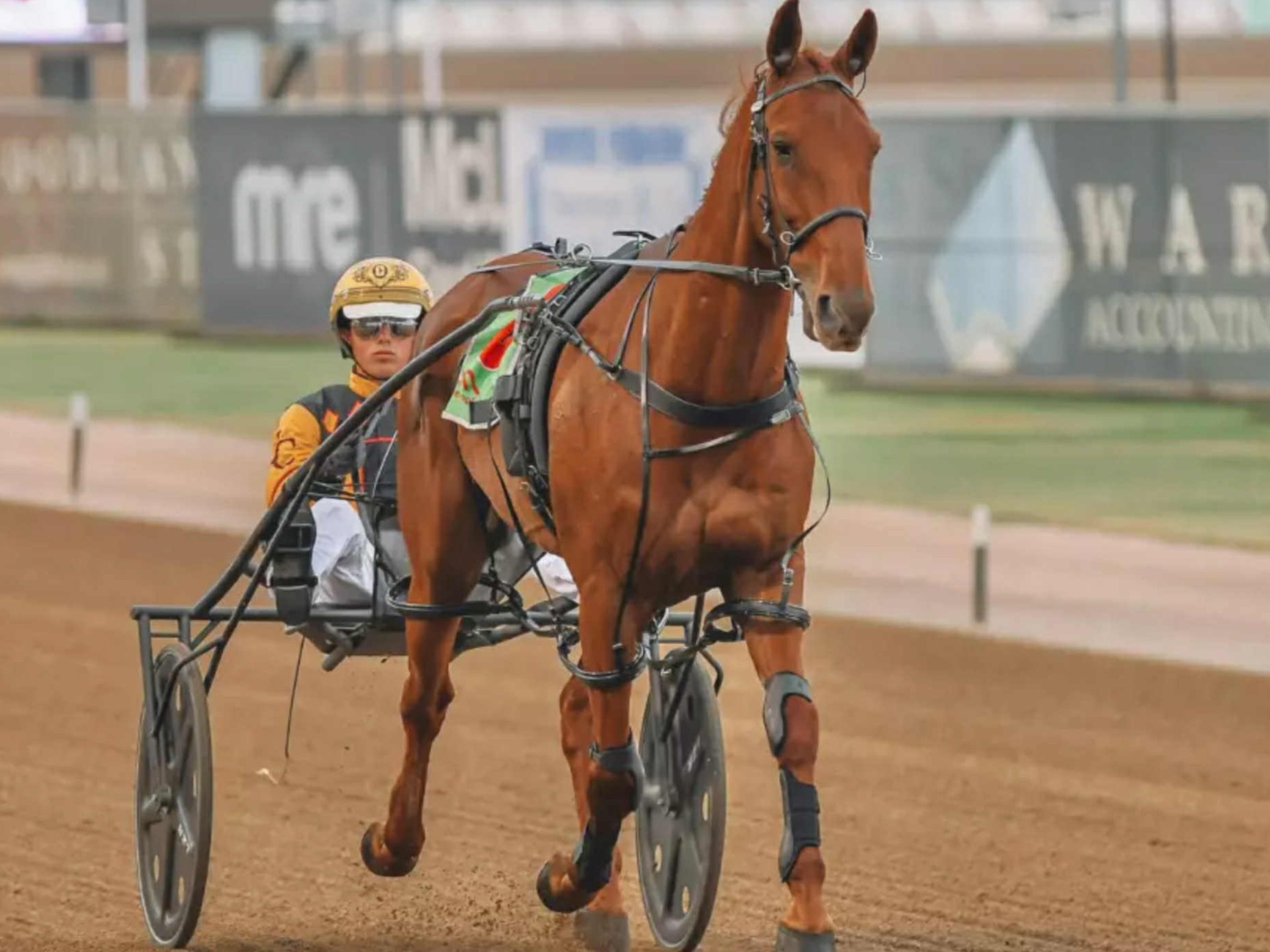 Callaghan’s American adventure gathers pace