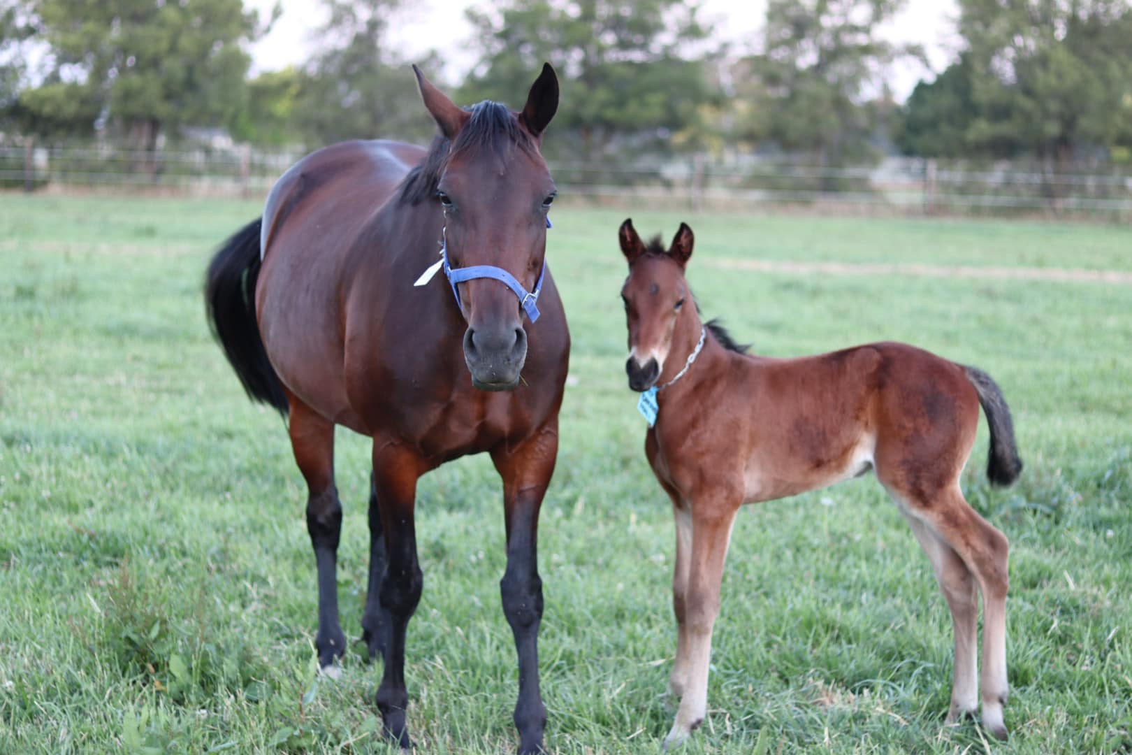 HBNSW: We’ve fought the Stallion Tax from day one