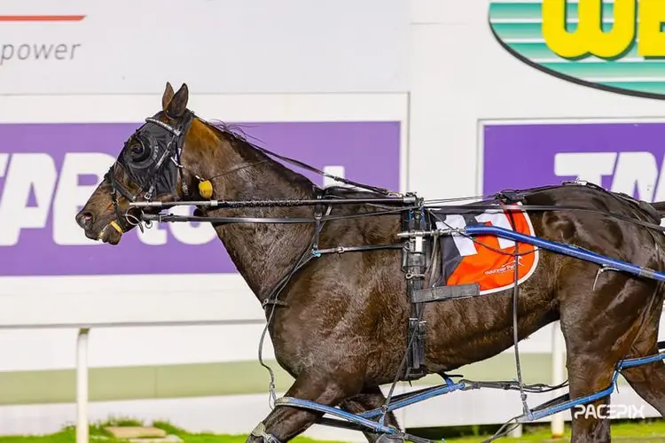 Steel the Show poised to end ten-month drought