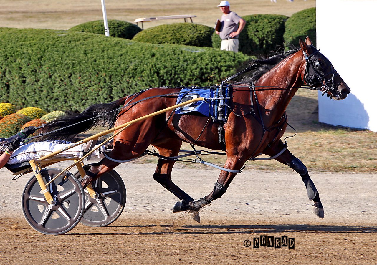 Downbytheseaside fillies sweep all four BSS divisions