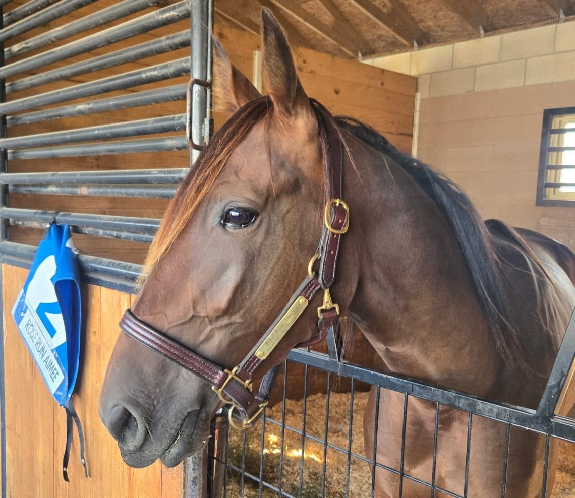 ‘We’re having fun with a horse we love’