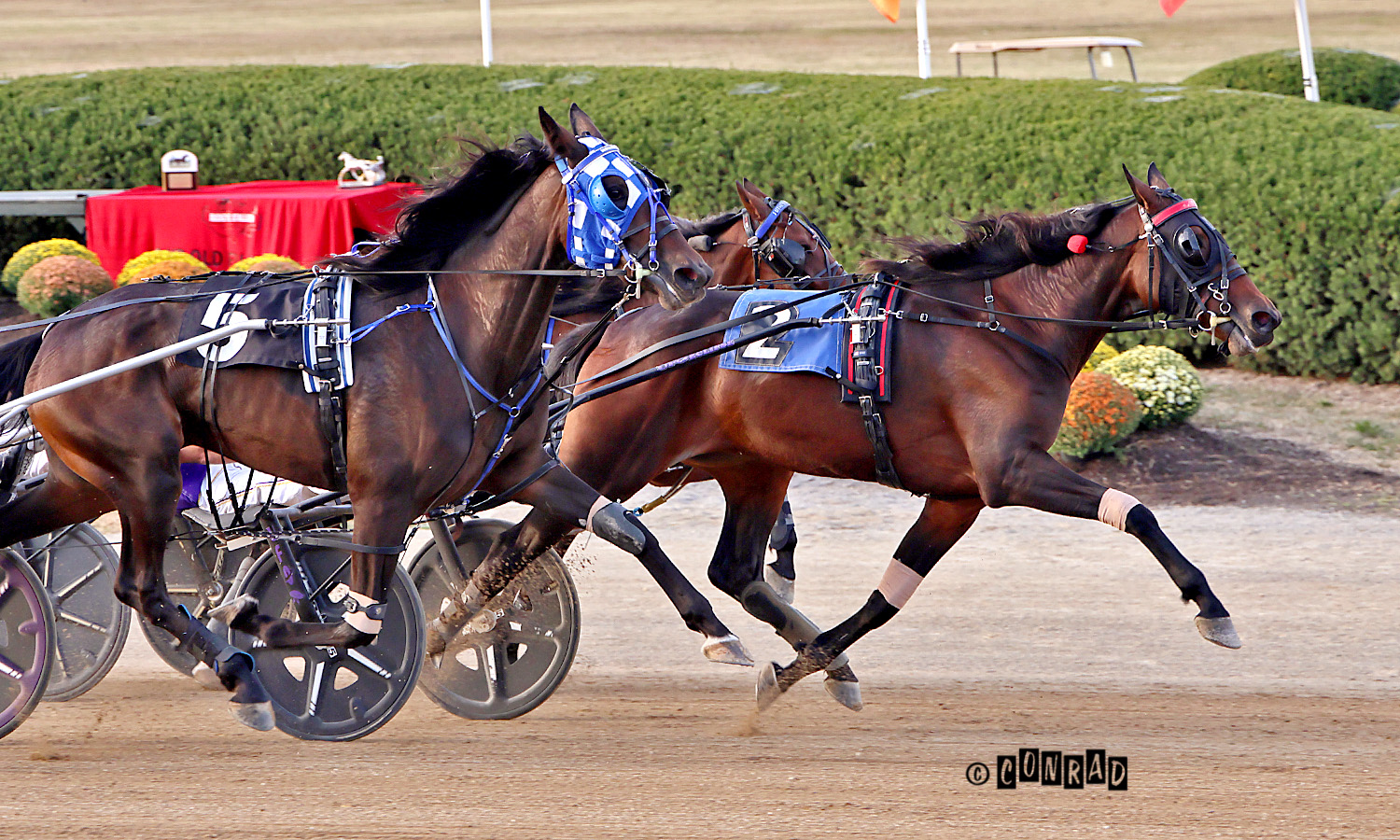 In Range Fillies sweep OBC Two-Year-Old filly Trot Divisions