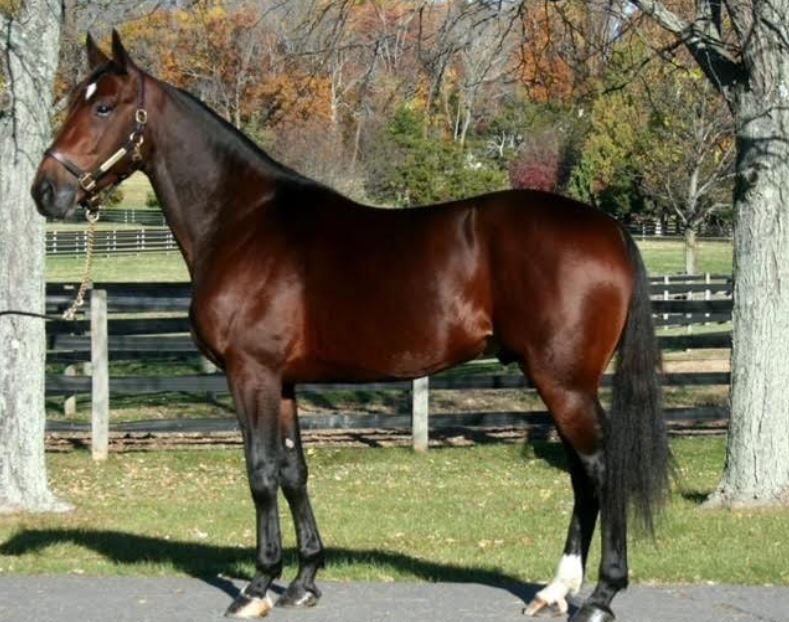 Victorian based E L Titan leads USA two-year-old trotting sires’ list