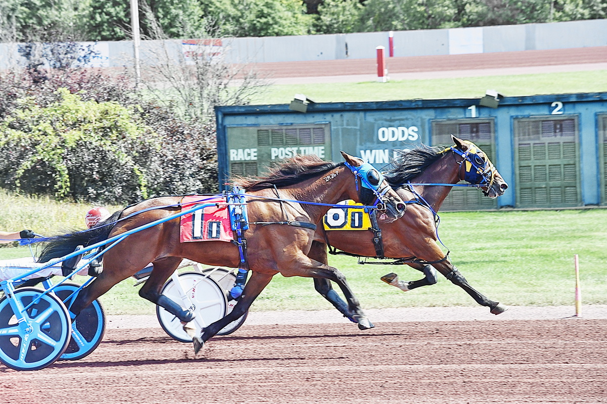 Longshots and quick trotters the order of the day